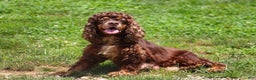 Cockapoo dogs for sale: Holly - Ad 6