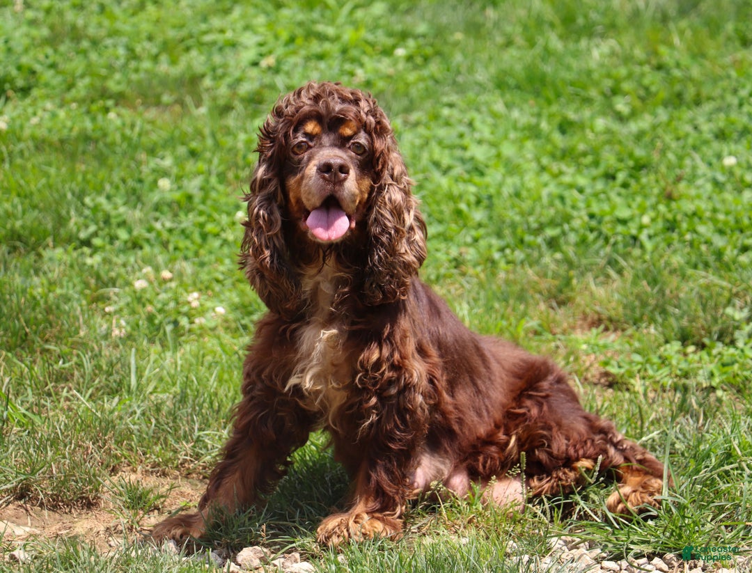Cockapoo dogs for sale: Holly - Ad 6