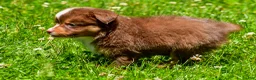 Miniature Australian Shepherd dogs for sale: Fallon - Ad 5