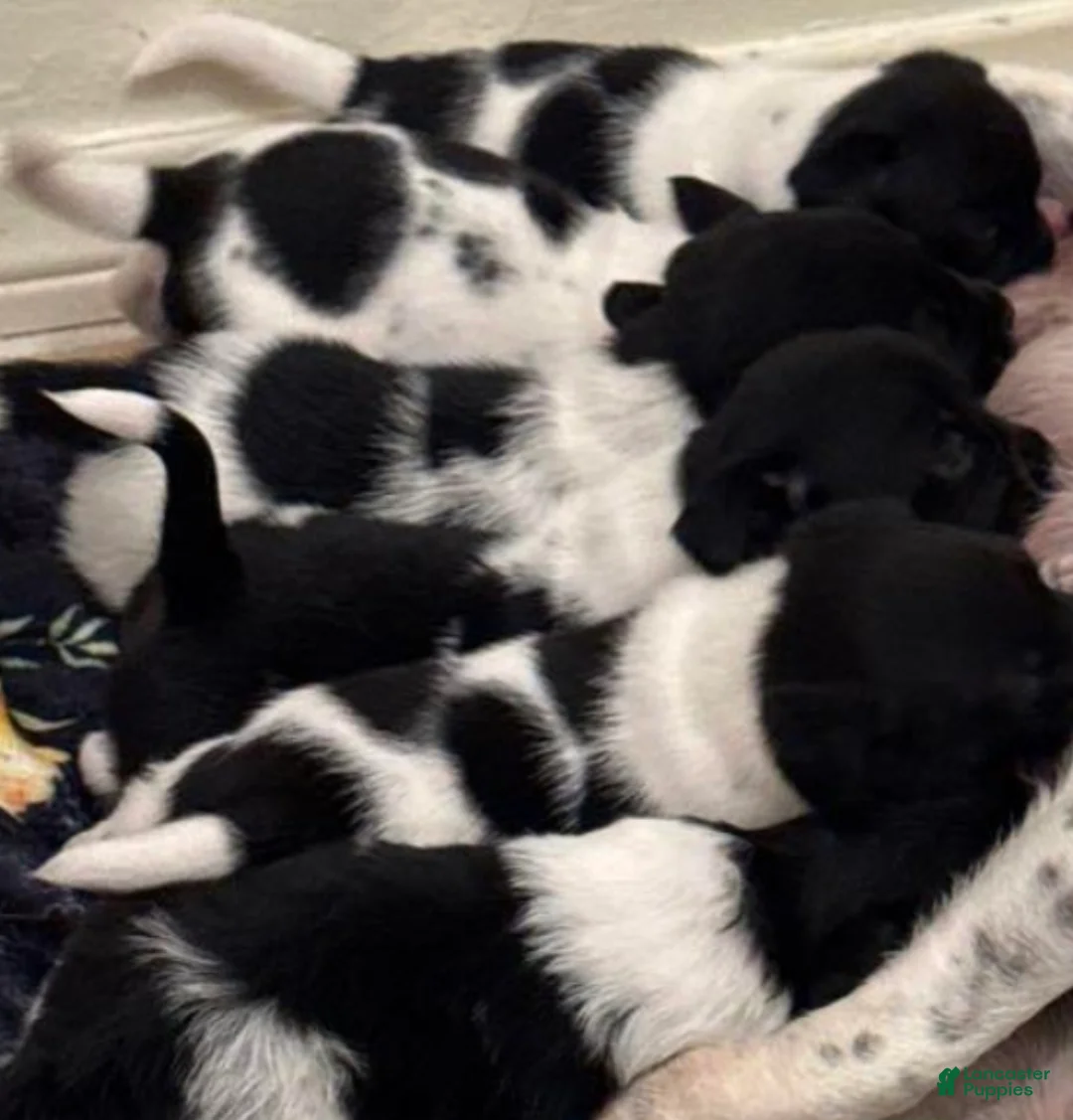 Chiweenie dogs for sale: Chiweenie Puppy 2 - Ad 4