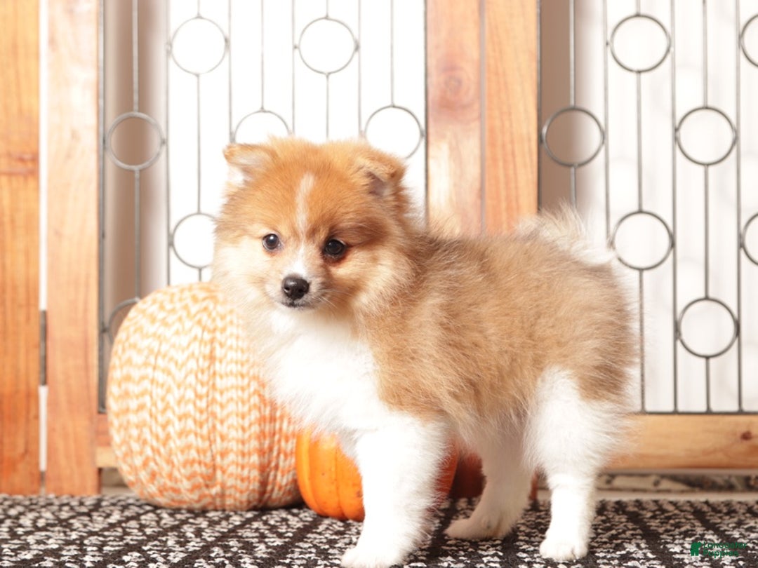 Pomeranian dogs for sale: Luna - Female Pomeranian  - Ad 3