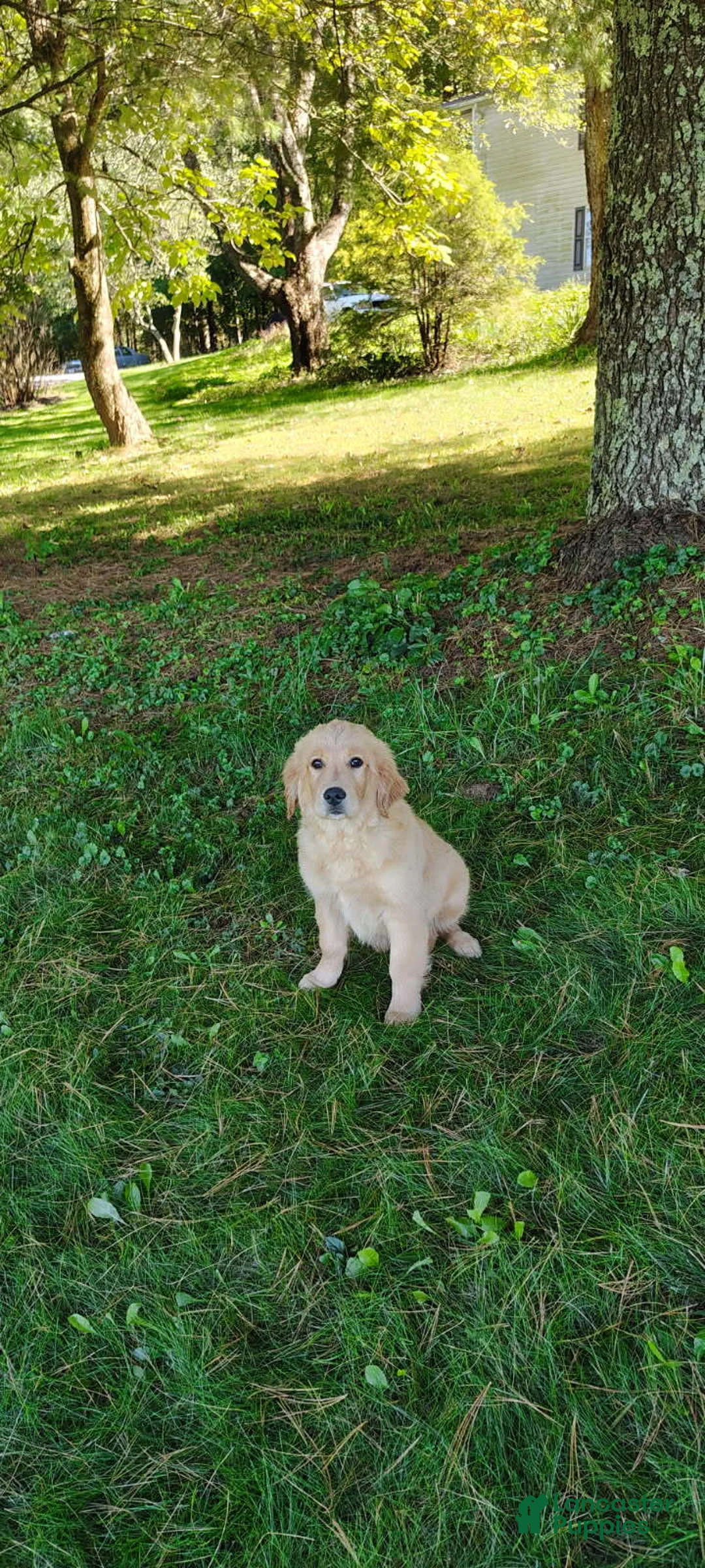 Golden Retriever dogs for sale: Rita - Ad 1