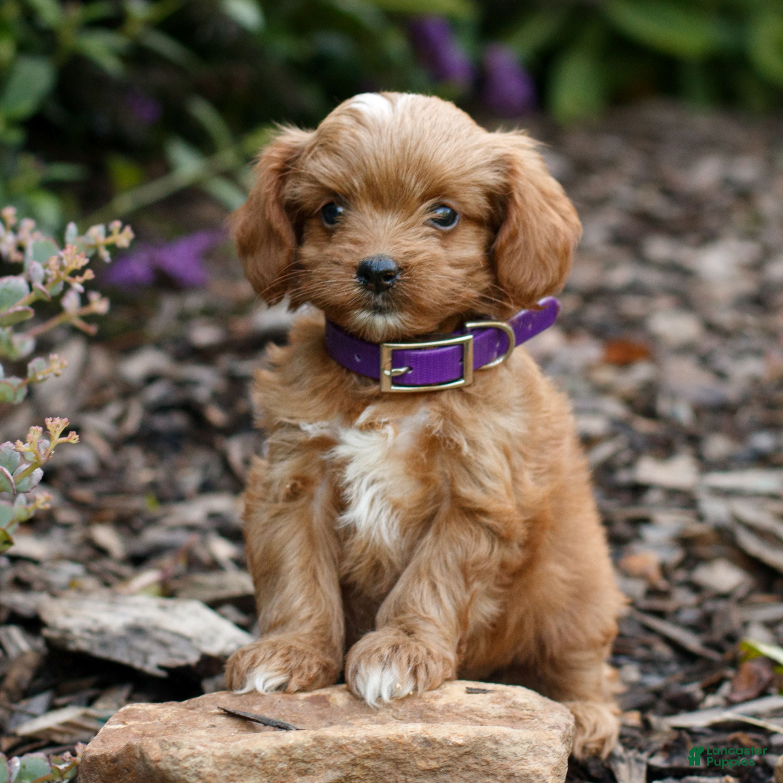 Cavapoo dogs Lily  - Ad 2