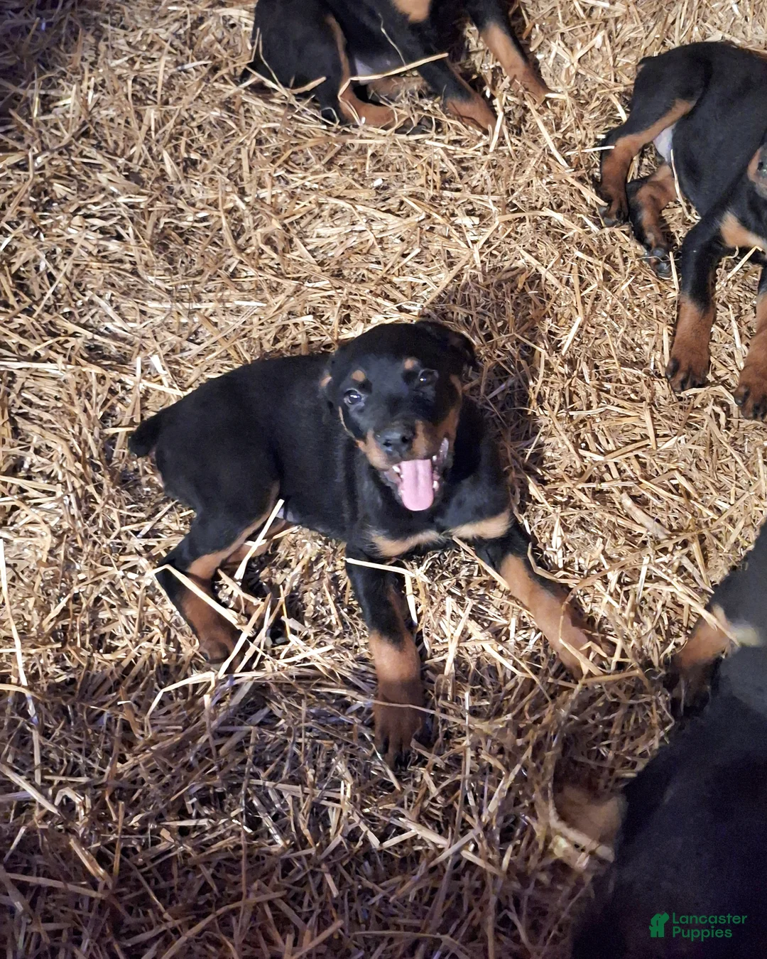Rottweiler dogs for sale: Rottweiler Puppy 4 - Ad 3