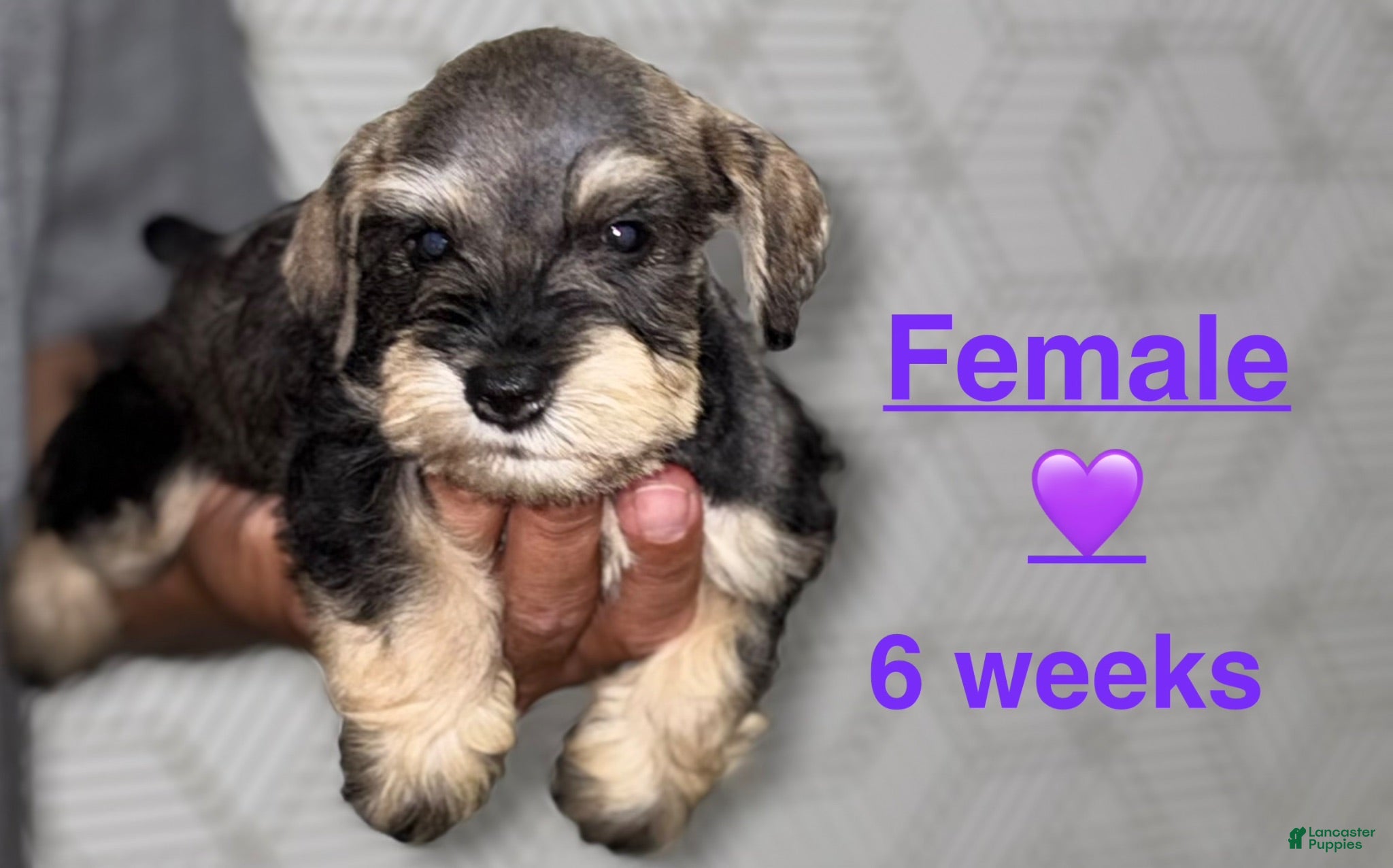 Miniature Schnauzer dogs Miniature Schnauzer 6 - Ad 1