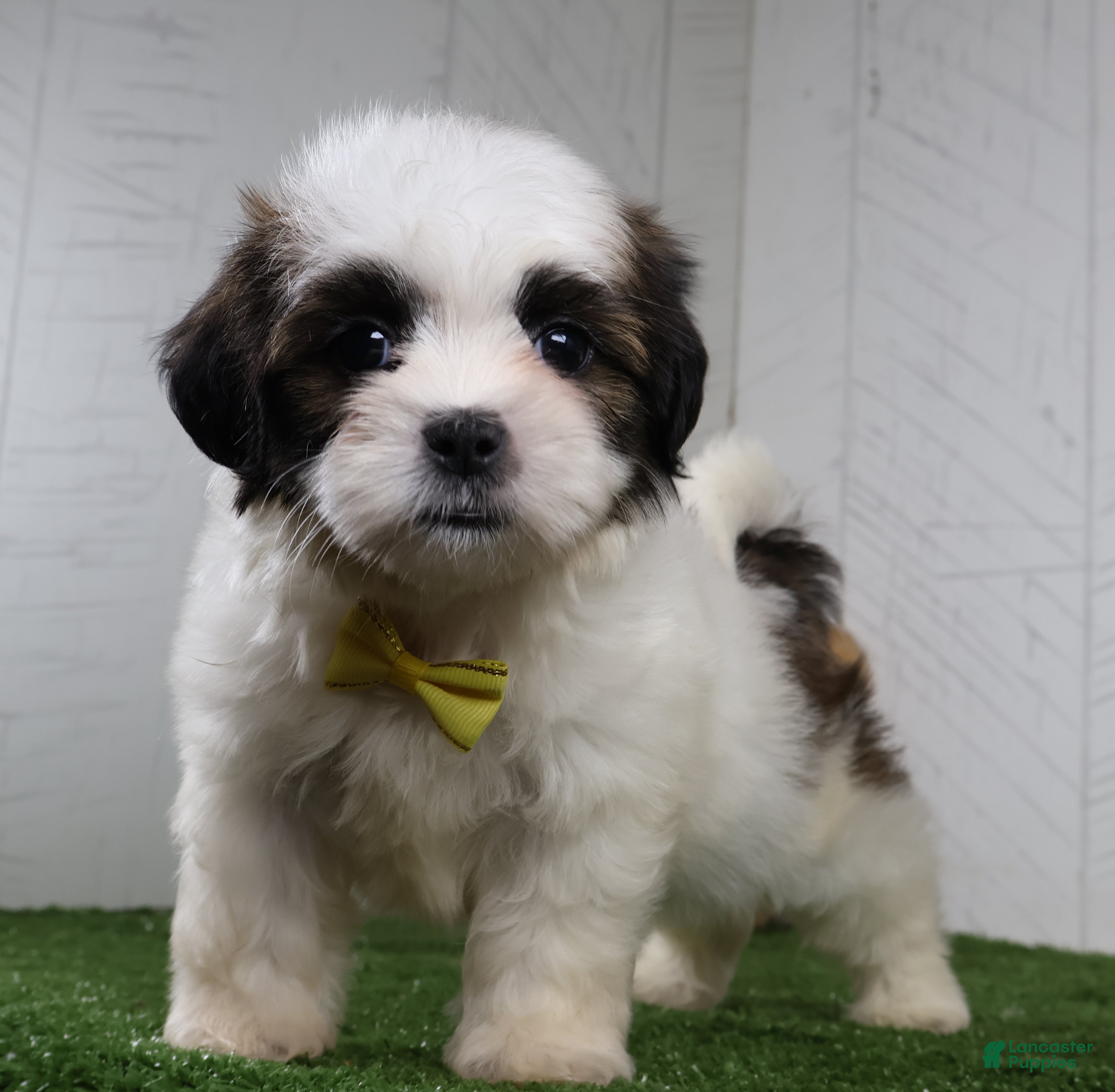 Shih Tzu dogs Justin - Ad 2