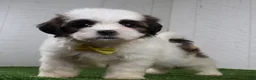 Shih Tzu dogs for sale: Justin - Ad 2