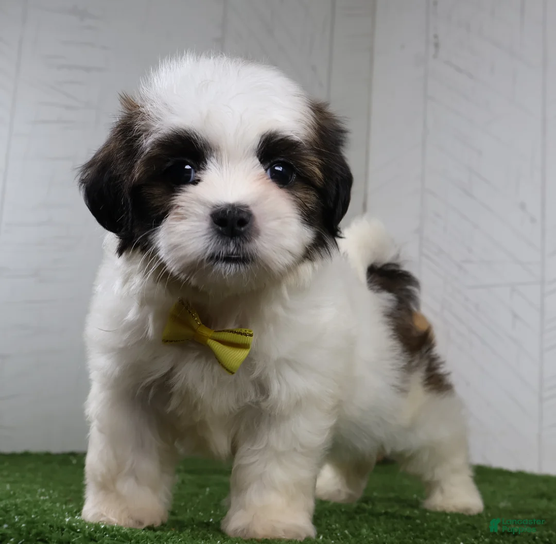 Shih Tzu dogs for sale: Justin - Ad 2