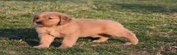 Golden Retriever dogs for sale: Pepper    Genetic/OFA - Ad 5