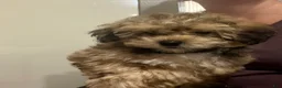 Teddy Bear dogs for sale: Landon - Ad 2