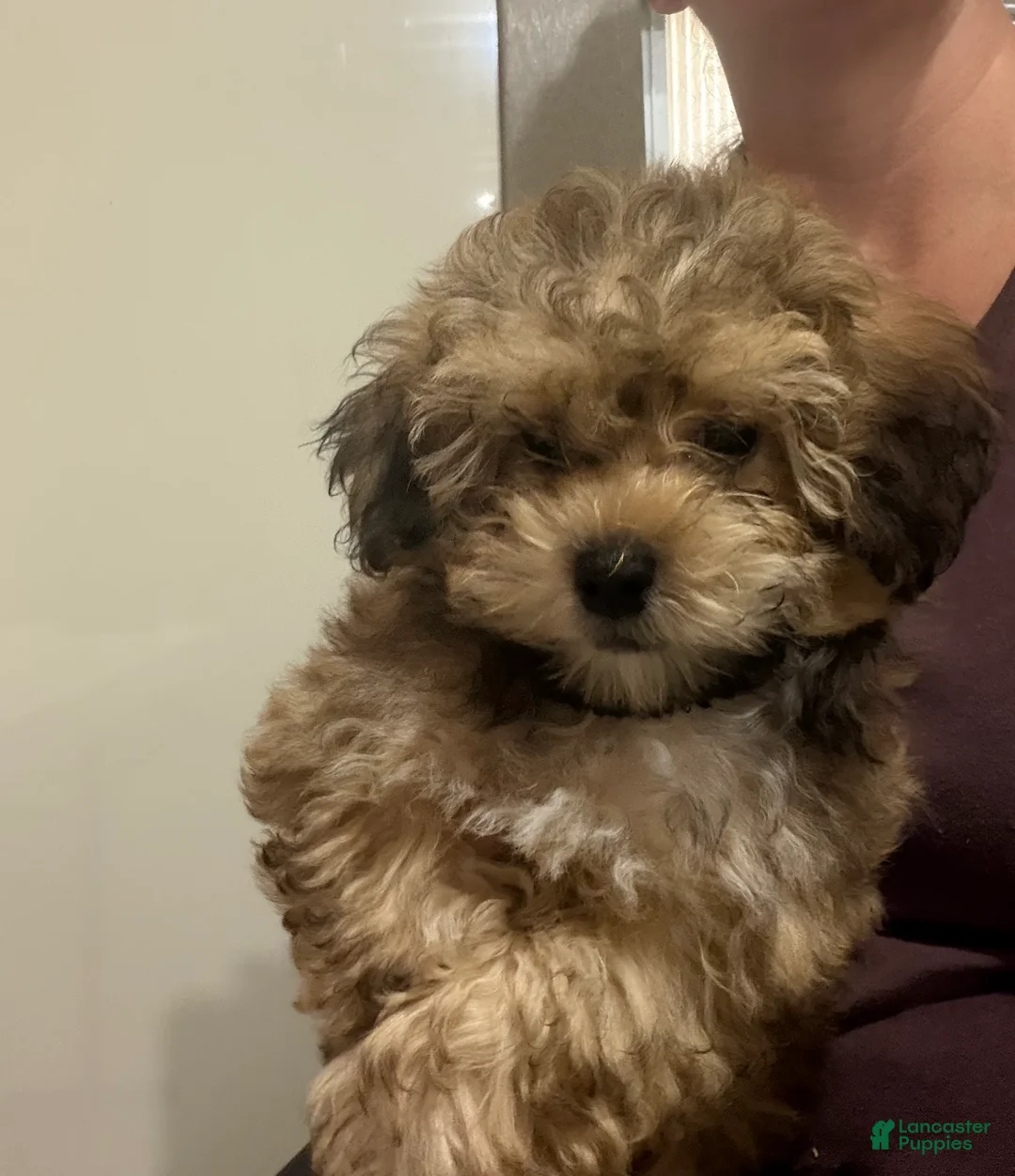 Teddy Bear dogs for sale: Landon - Ad 2