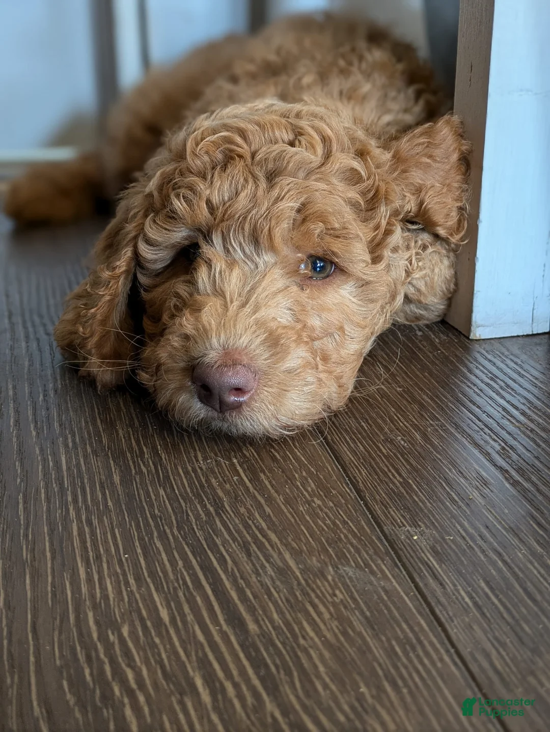 Gallery Image {{count}}