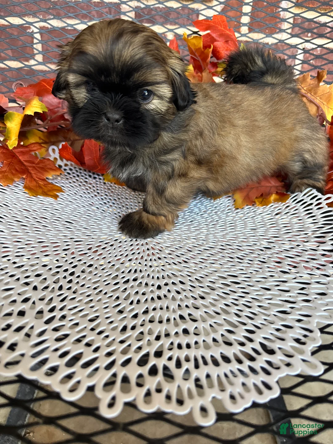 Shih Tzu dogs for sale: Shih Tzu 1 - Ad 2