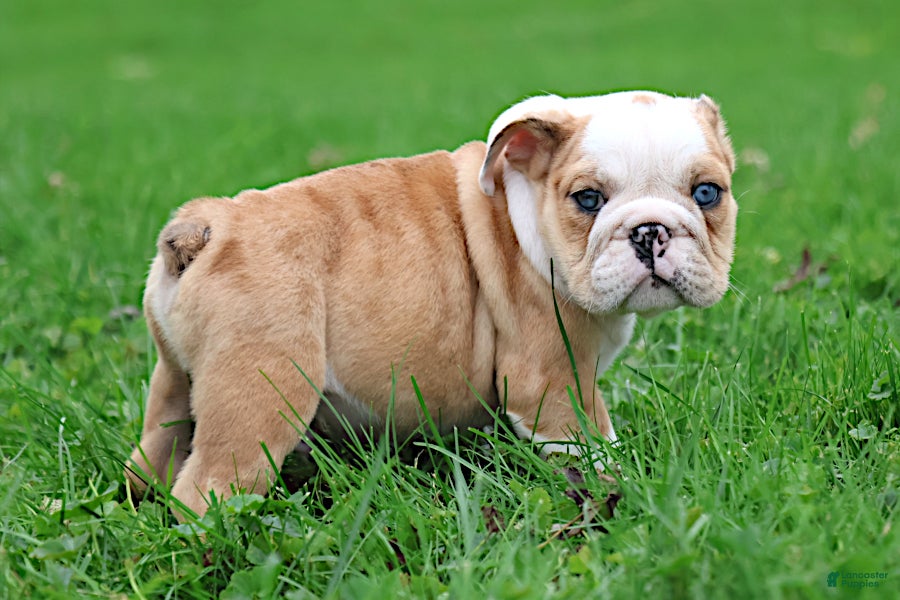 English Bulldog dogs Dante - Ad 1