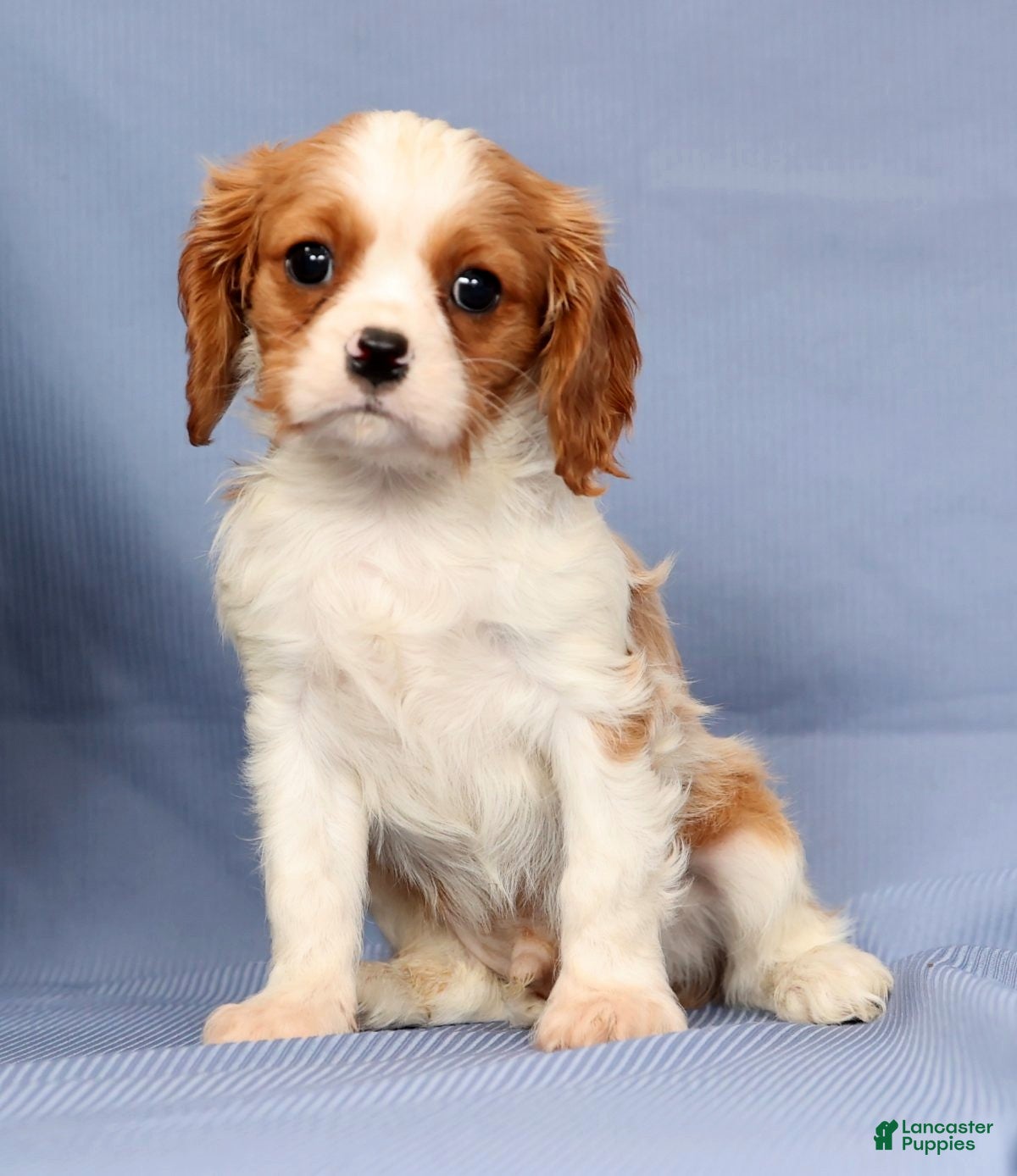 Cavalier King Charles Spaniel dogs Timmy - Ad 8