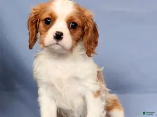 Cavalier King Charles Spaniel dogs Timmy - Ad 8