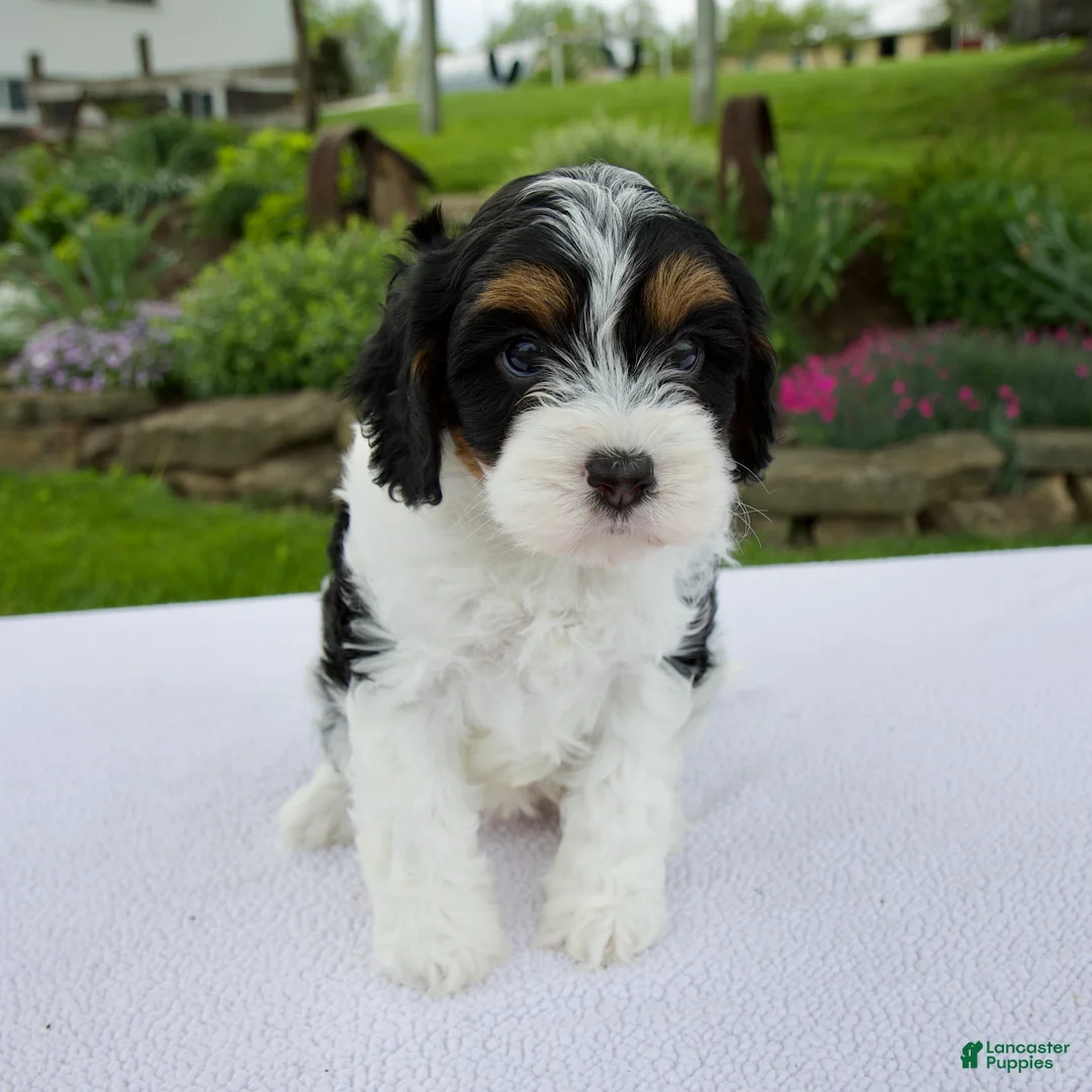 Cavapoo dogs for sale: Joy - Ad 1
