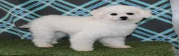 Bichpoo dogs for sale: Daisies TOY - Ad 5