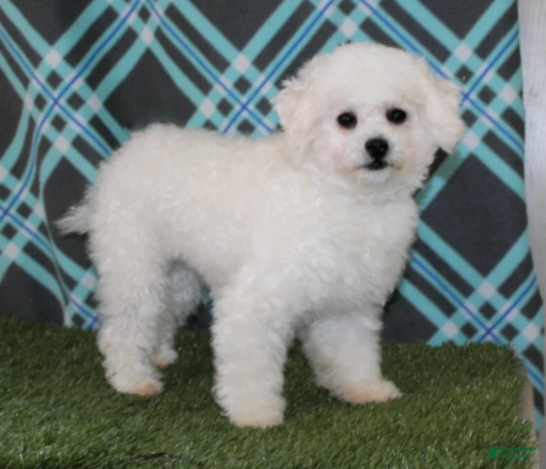 Bichpoo dogs for sale: Daisies TOY - Ad 5