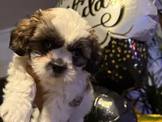 Shih Tzu dogs Shih Tzu Puppy 3 - Ad 8