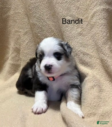 Miniature Australian Shepherd dogs Bandit  - Ad 11