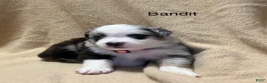 Bandit 
