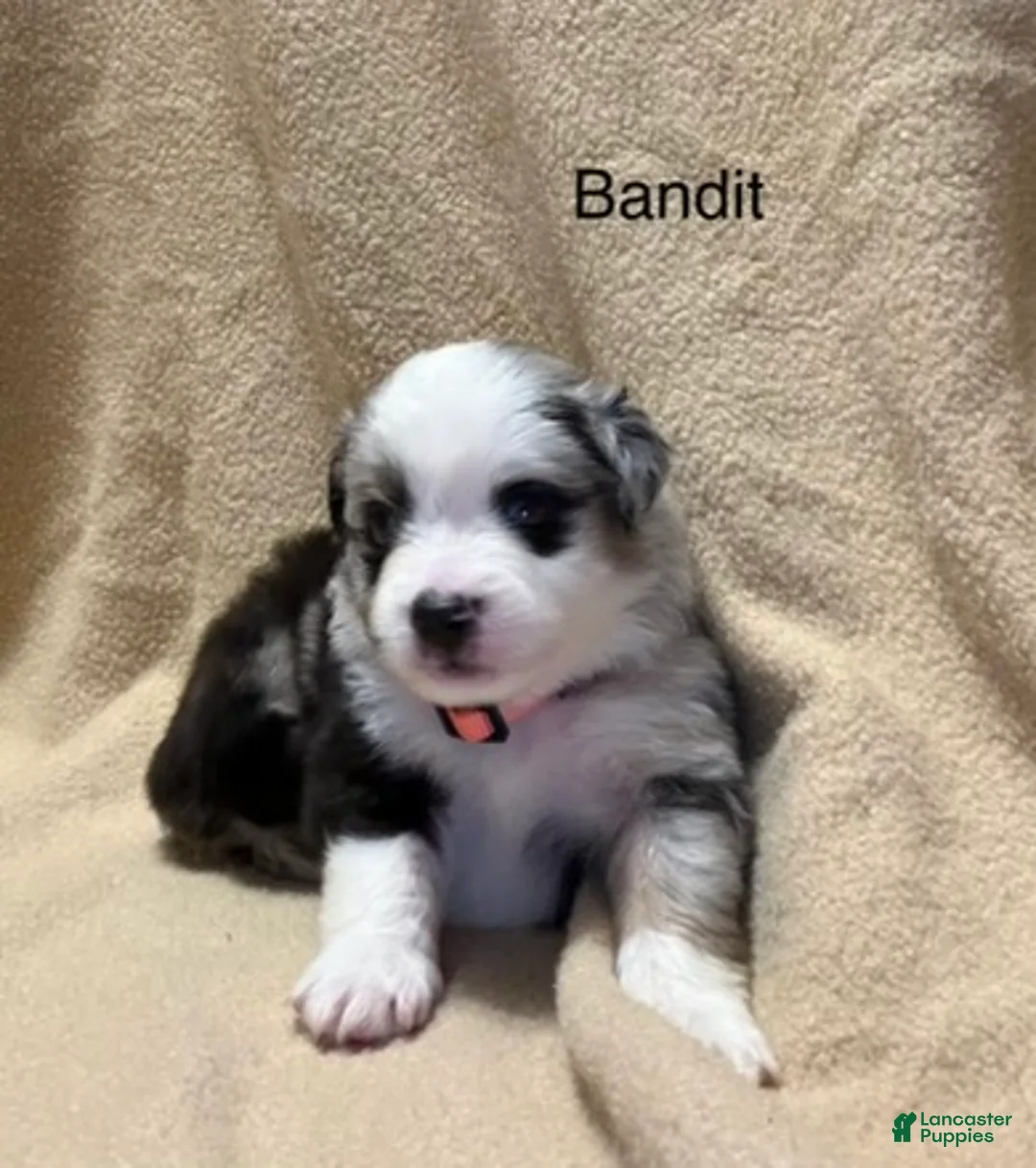 Miniature Australian Shepherd dogs for sale: Bandit  - Ad 1