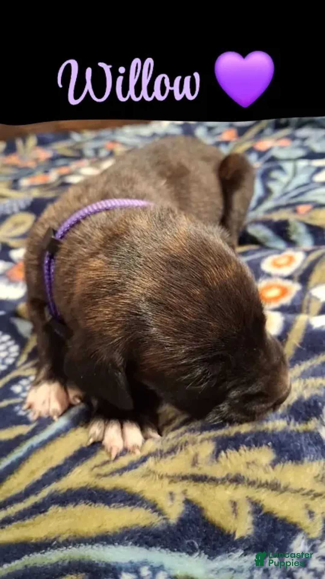 English Mastiff dogs for sale: Willow, Brindle English Mastiff Puppy - Ad 2