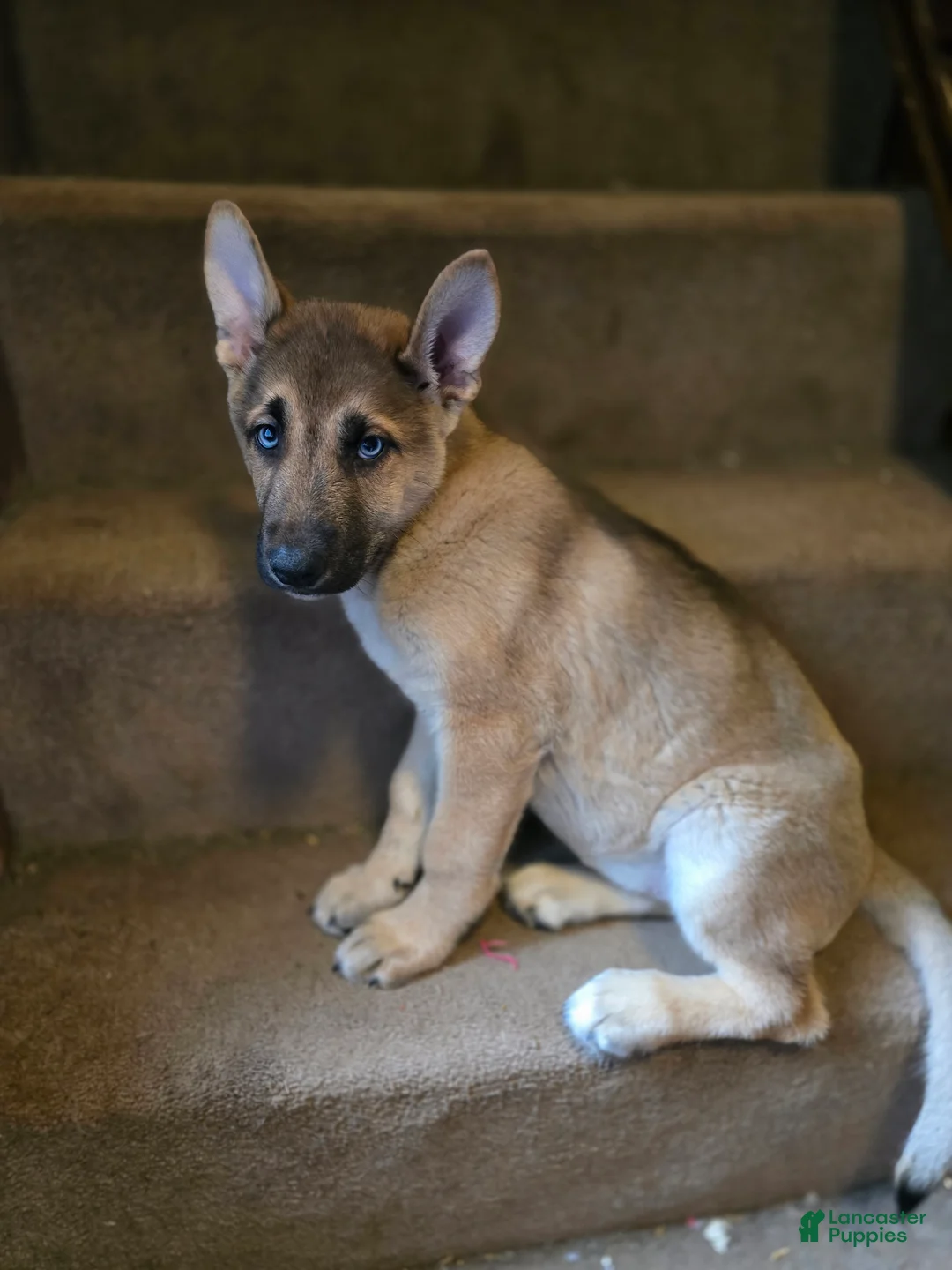 Gerberian Shepsky dogs for sale: Pepper - Ad 1