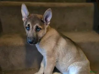 Gerberian Shepsky dogs for sale: Pepper - Ad 4