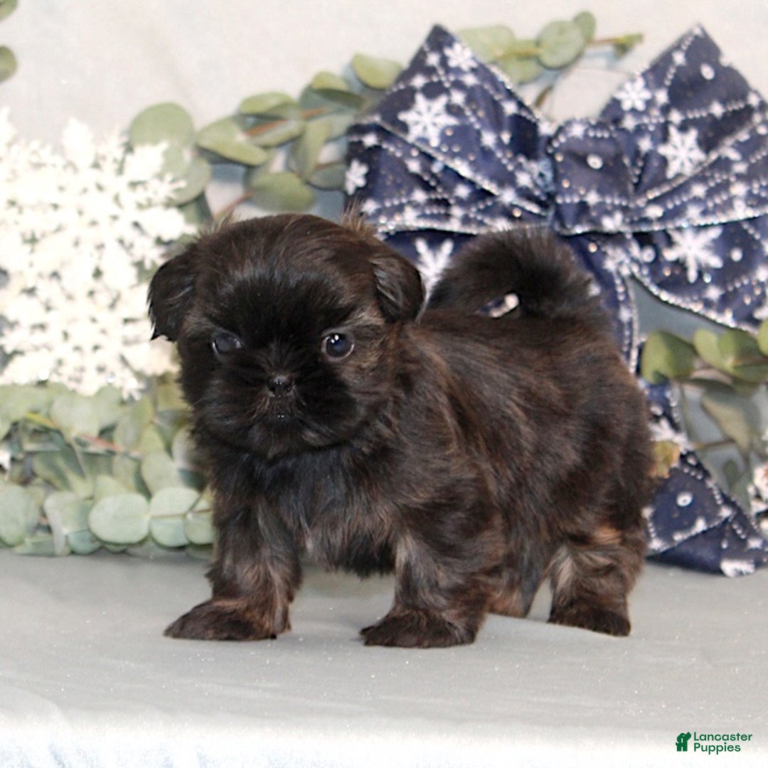 Shih Tzu dogs for sale: Rosie AKC - Ad 1