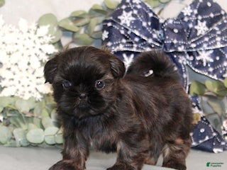 Shih Tzu dogs Rosie AKC - Ad 16