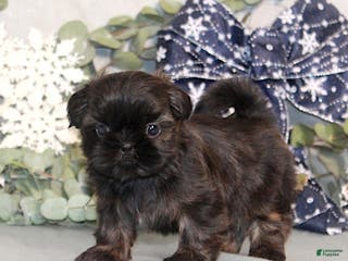 Shih Tzu dogs Rosie AKC - Ad 15