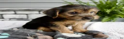 Morkie dogs for sale: Wyatt - Ad 4
