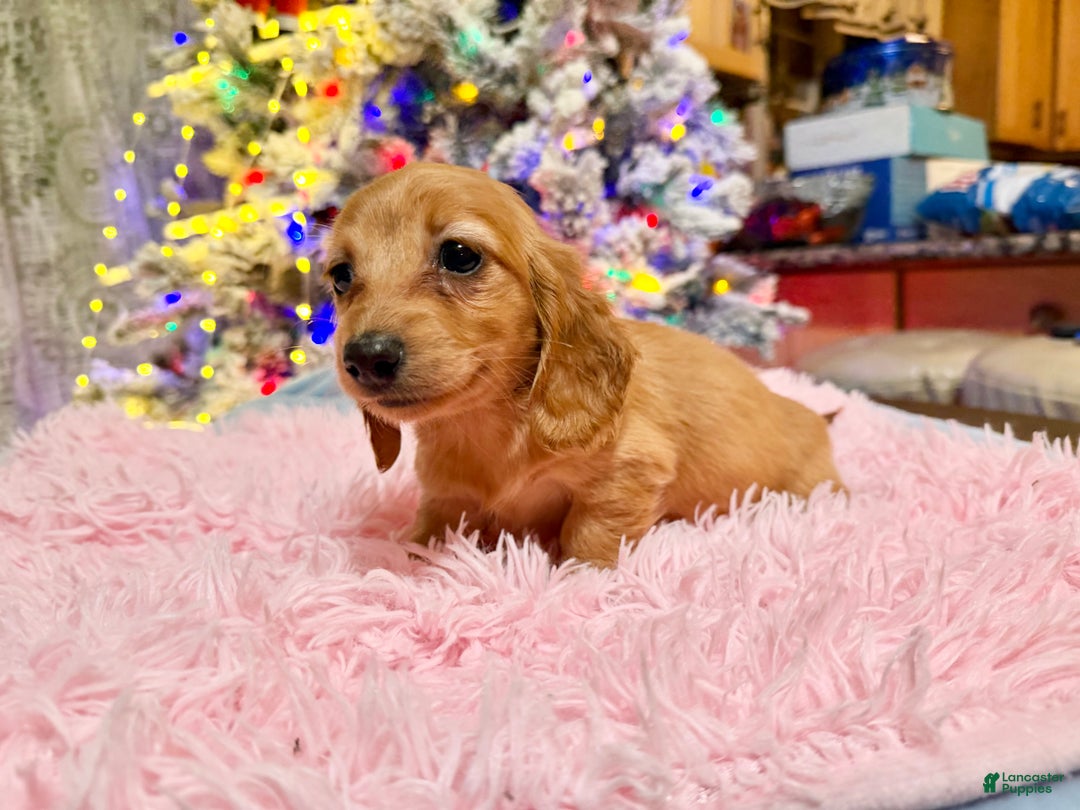 Miniature Dachshund dogs for sale: Russian red Triscuit larger - Ad 7