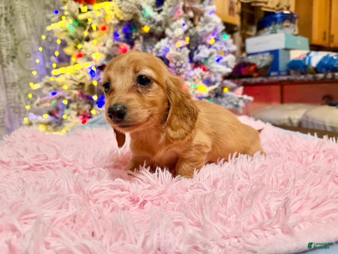 Miniature Dachshund dogs for sale: Russian red Triscuit larger - Ad 45