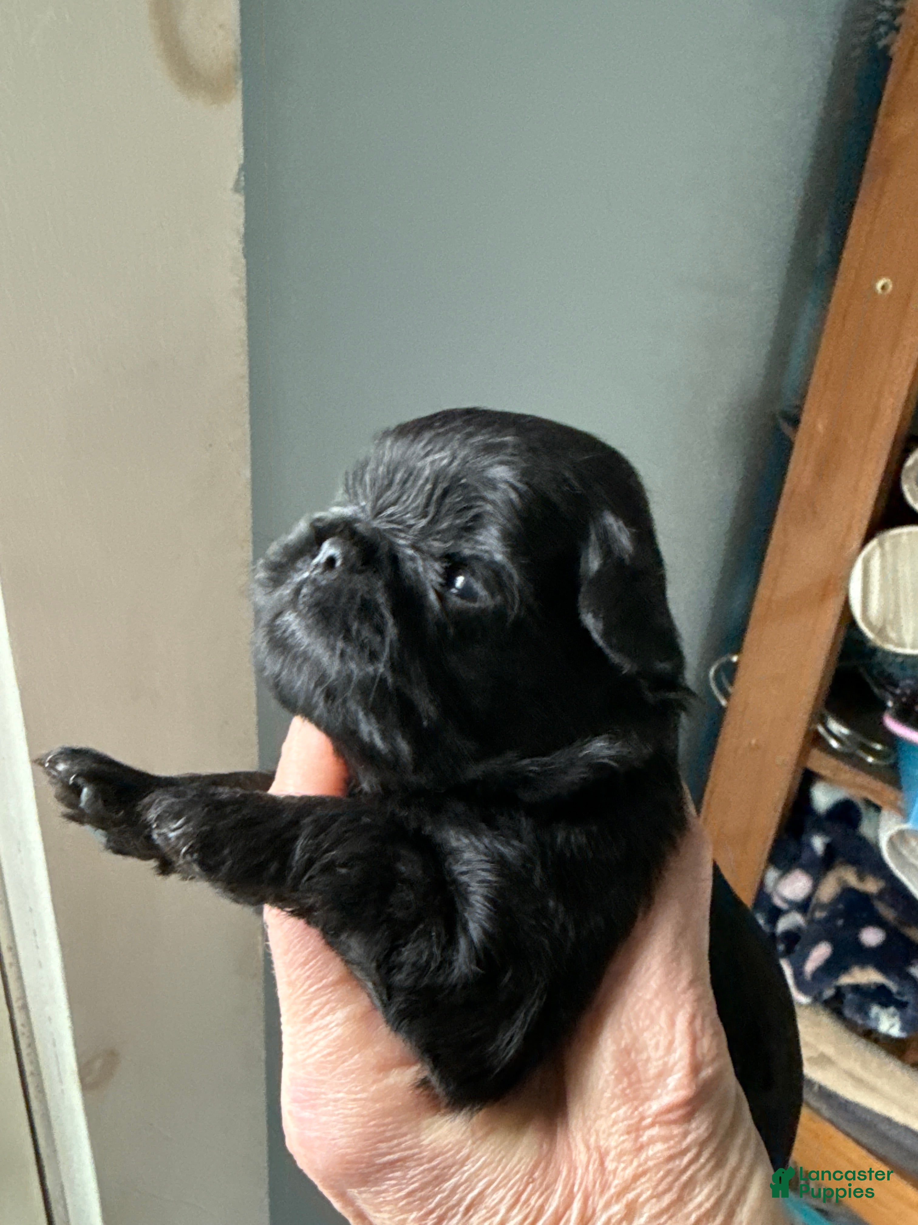 Brussels Griffon dogs Colton - Ad 1