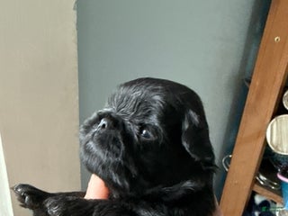 Brussels Griffon dogs Colton - Ad 1