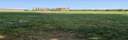 Shiba Inu dogs for sale: Patriot - Ad 8