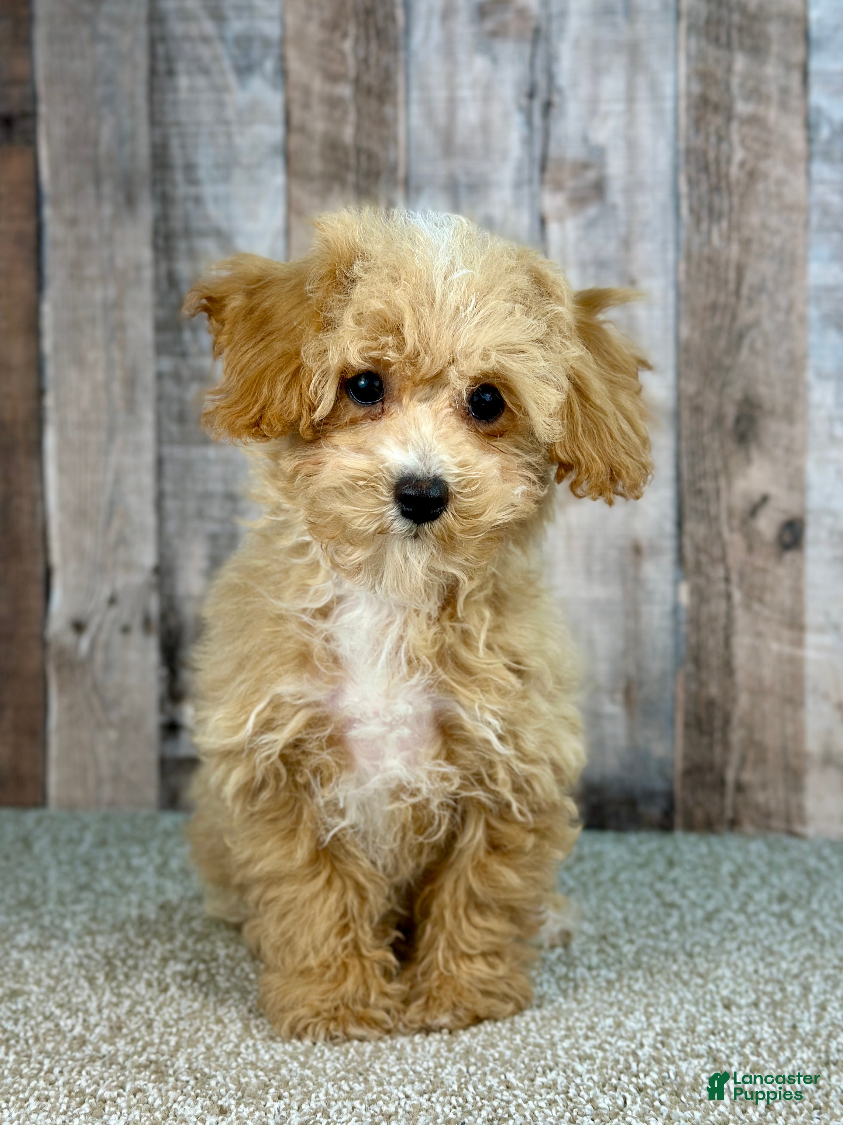 Bichpoo dogs Boy Eli - 8340 - Ad 15