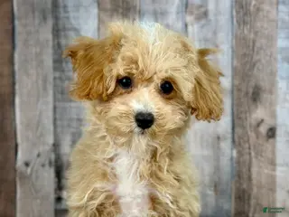 Bichpoo dogs Boy Eli - 8340 - Ad 10