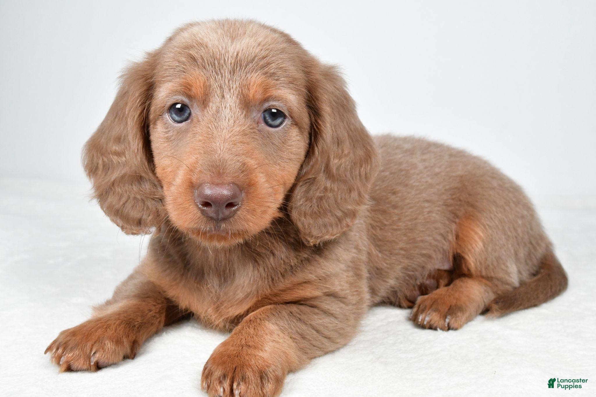 Miniature Dachshund dogs Gracie - Ad 1