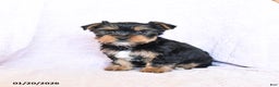 Yorkshire Terrier dogs for sale: Oakley - Ad 5
