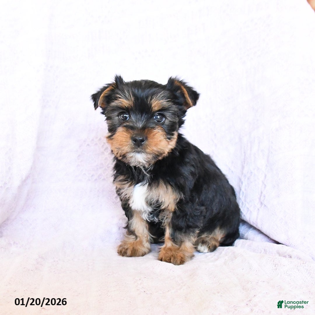Yorkshire Terrier dogs for sale: Oakley - Ad 5