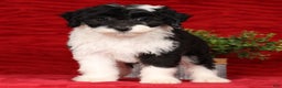 Mini Sheepadoodle dogs for sale: Sophia - Ad 5