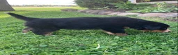 Bernese Mountain Dog dogs for sale: Blaze  - Ad 4