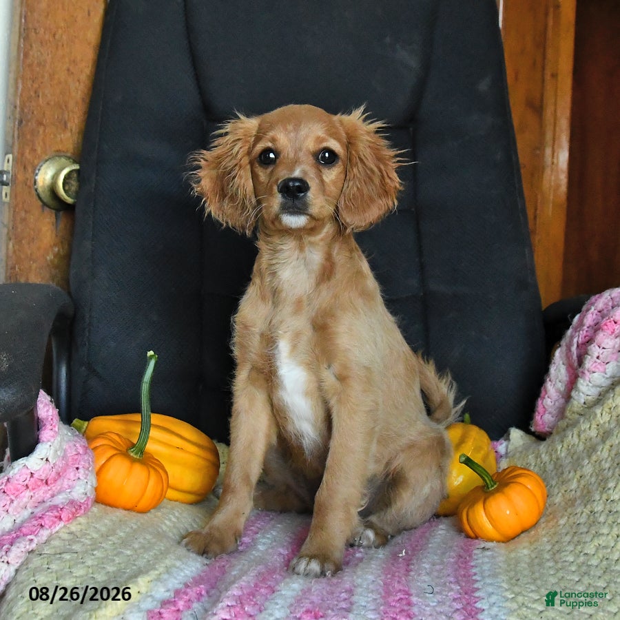 Cavapoo dogs Lissa - Ad 1