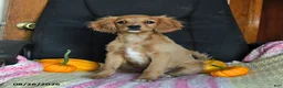 Cavapoo dogs for sale: Lissa - Ad 1