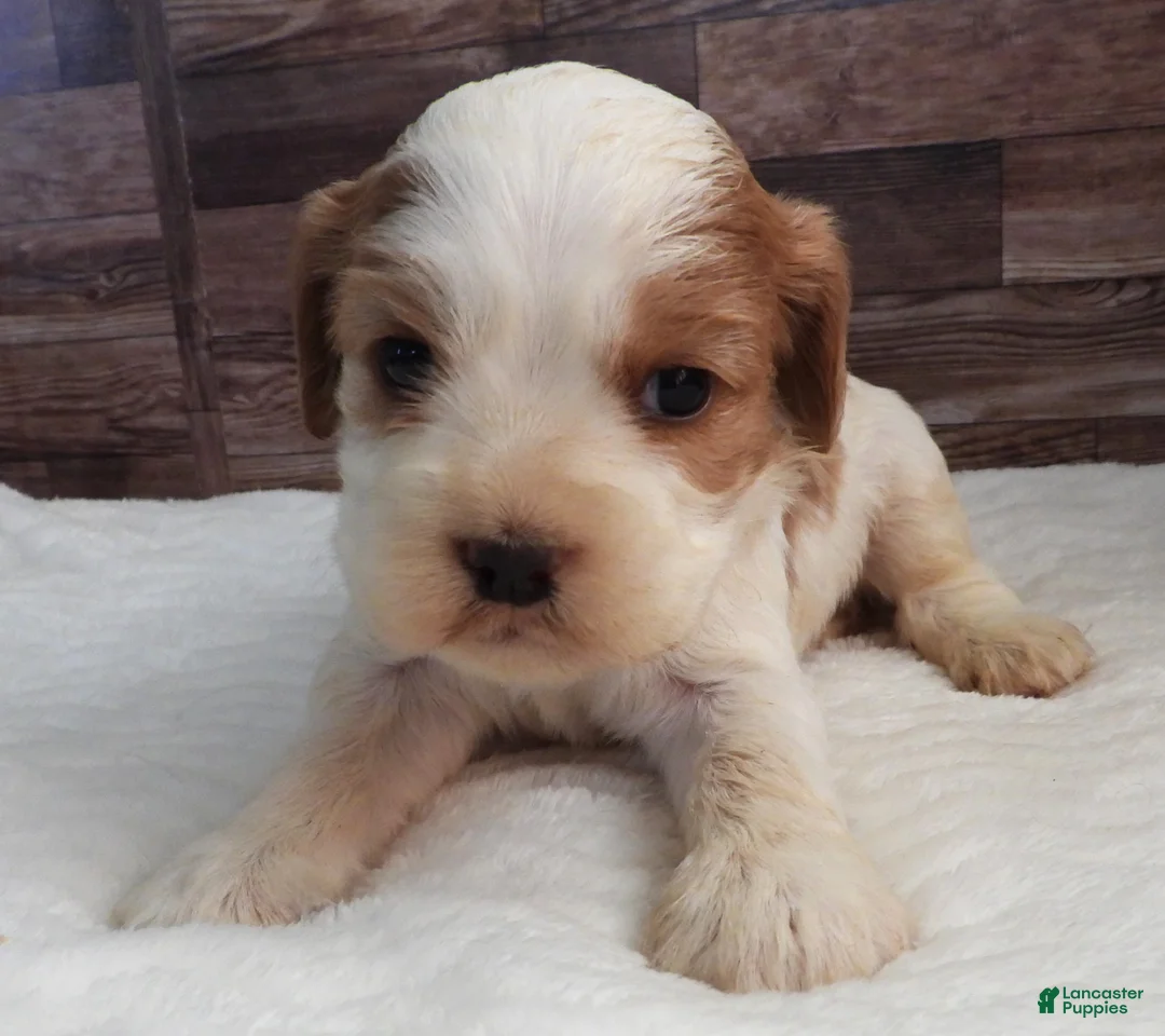 Mixed Breed dogs for sale: Cockalier #2 Female - Ad 1