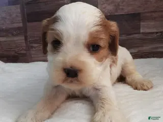 Mixed Breed dogs Cockalier #2 Female - Ad 22